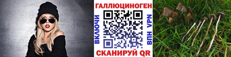 Купить закладки  Полярные Зори  Псилоцибиновые грибы Cubensis 
